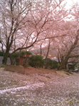 かつらぎ公園の桜