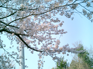 高野口公園の桜