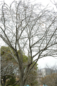 城山台中央公園の緑の桜　開花前