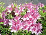 ツツジの花